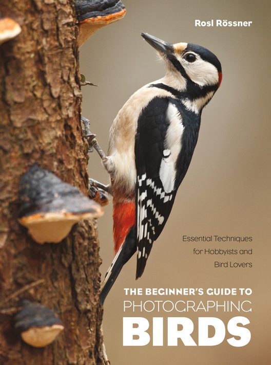 BEGINNER’S GUIDE TO PHOTOGRAPHING BIRDS